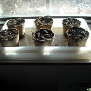 Peat pots in container on window sill