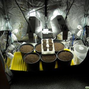 Grow Box Germination Setup