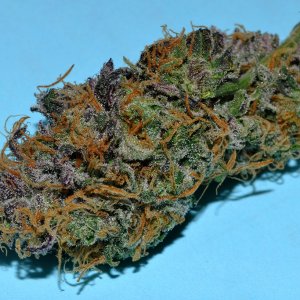 DSC_5102_dp_bud