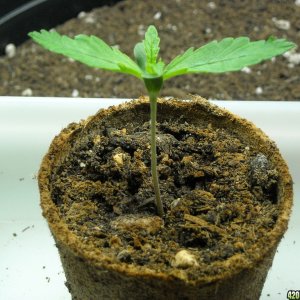 Healthy seedling