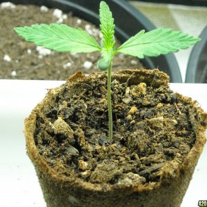 Healthy seedling