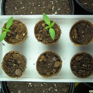 Group shot of seedlings/sprouts