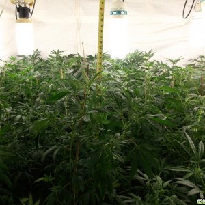 Indoor Grow 2014