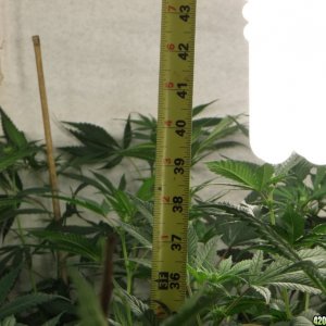 Indoor Grow 2014