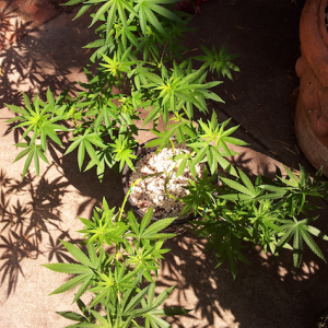 outdoor plant 2
