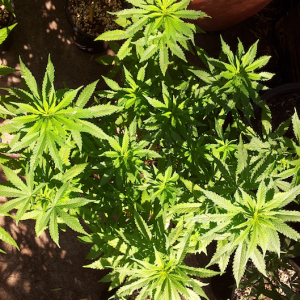 outdoor plant 3