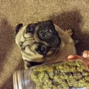 Puglife