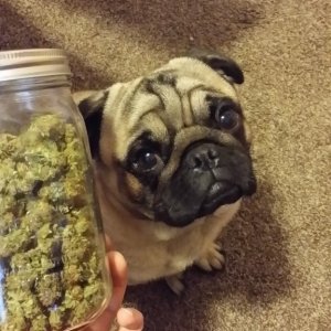 Puglife