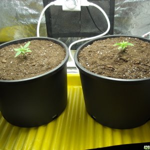 Two Super Skunk seedlings