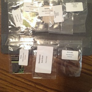 Seeds for Auto Grow