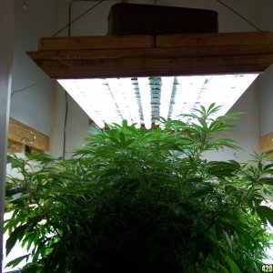 The Uber Growroom #1