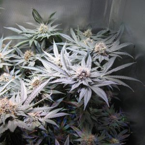 OG Kush LED DWC