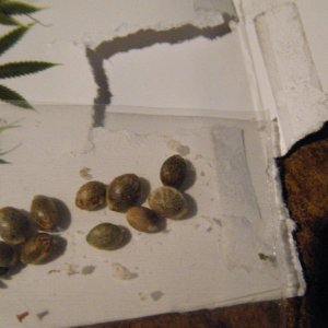 Bomb Seeds' THC Bomb seeds