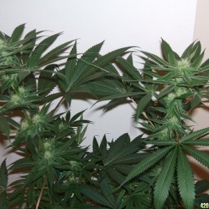 LUI_2_cola_clone_3wks