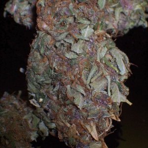 1_bud3