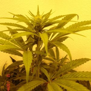 Day_21_Plant_1