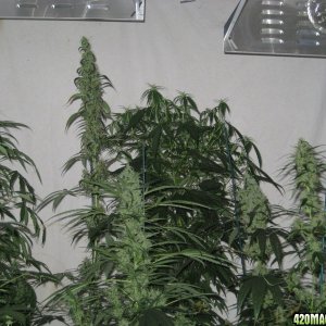 Arjan's haze #3, Red Diesel and Columbian Red Haze