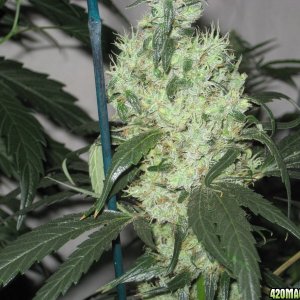 Arjan's haze #3 top cola