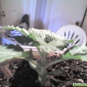 smokin_kush photos