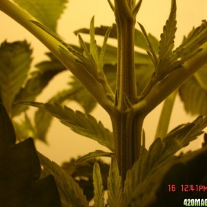 Day_8_Males_Bagseed_HPS