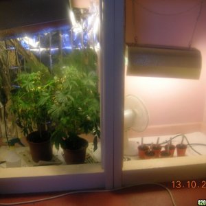 closet grow