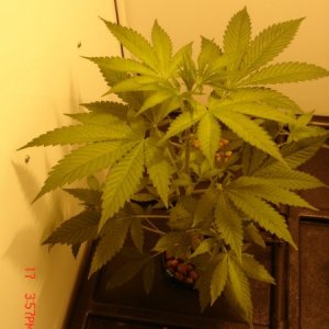 Day_10_B52_Plant