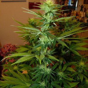 Alien Day 18 Flower