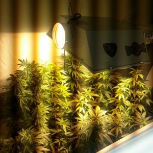 grow room. week 4