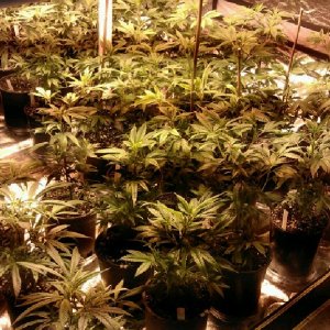 Tent Grow