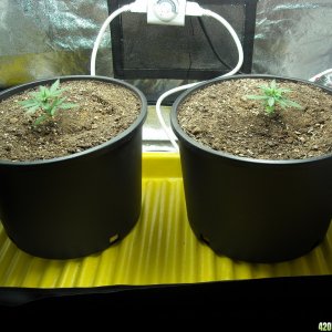 Day 25 since start of germination