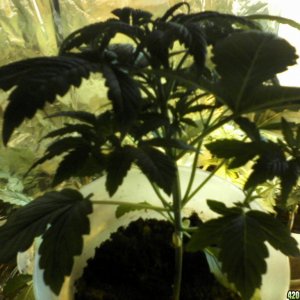 new strain,new strains, 19 days, shangrila