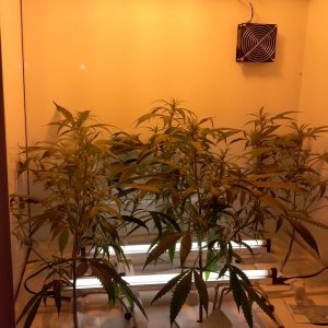 juicy fruit begin week 3