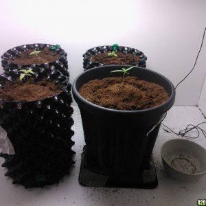 coco grow