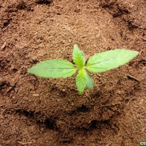 coco grow