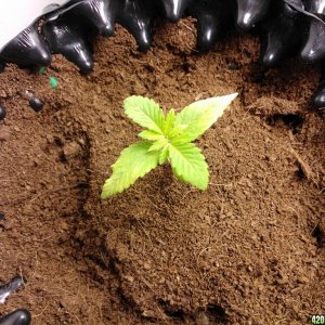 coco grow