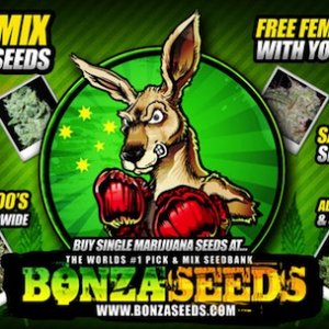 Bonza_Seeds_Ad1