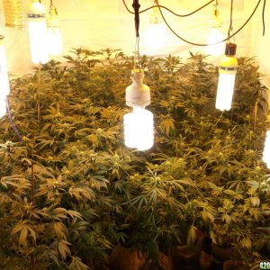 2014 Indoor Grow