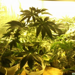 new strain,new strains, 27 days, shangrila