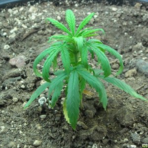 Close up shot of the right plant - Day 31