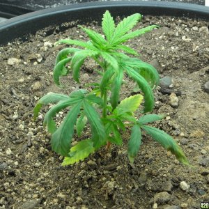 Close up shot of the left plant - Day 32