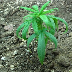 Close up shot of the right plant - Day 32