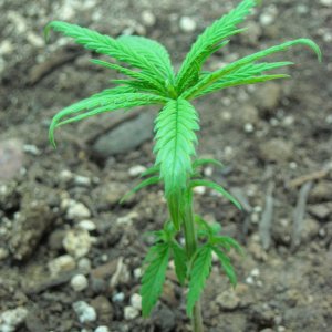 Close up shot of the right plant - Day 33