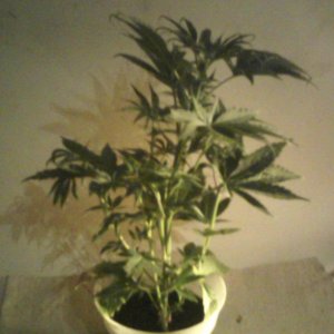 new strain,new strains, 29 days, shangrila