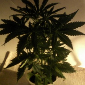 new strain,new strains, 29 days, shangrila