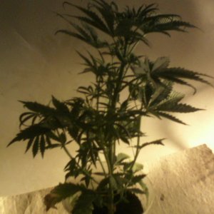 new strain,new strains, 29 days, shangrila