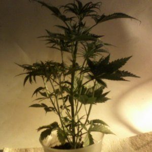 new strain,new strains, 29 days, shangrila