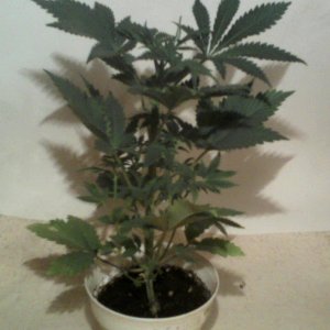 new strain,new strains, 29 days, shangrila