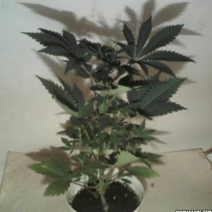 new strain,new strains, 29 days, shangrila