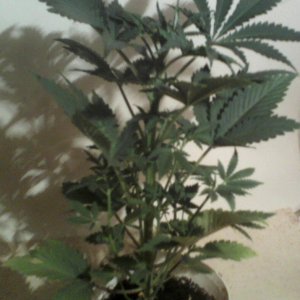 new strain,new strains, 29 days, shangrila