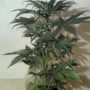 new strain,new strains, 29 days, shangrila